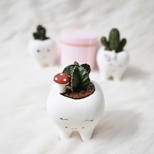 Mini Kaktüs Silikon Kalıp
