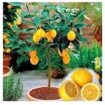 5 Adet Tohum Bodur Bonsai Limon Ağacı Tohumu Italyan Limon Seti Saksı Toprak Sürpriz Heidye Tohum..