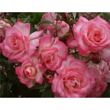 Videolu Sarmaşık Gül Fidanı Açık Pembe Renkli 90 140 Cm 1 Adet Tüplü Aşılı Gül Pink Rose