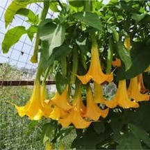 5 Adet Tohum Angel Trumpet Çiçeği Meleklerin Borozanı Çiçek Tohumu Sürpriz Hediye Bonzai Ağacı Tohum