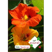 Laden Çiçek Tohumu 1 Paket 6 Adet Renkli Çiçek Tohumlar N11716