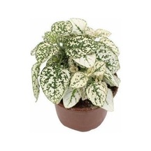 Hipoestes Phyllostachya Hostes Çiçeği Beyaz Yeşil Çilli Yaprak Çiçeği