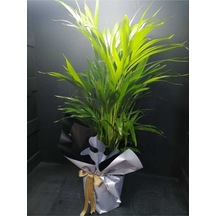 Areka Palmiyesi Salon Ve Ofis Bitkisi Hediye Paketli + Hediye Notlu