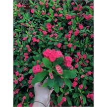 Videolu Ithal Milli Dikenler Tacı Kırmızı Çiçekli 1 Adet Saksılı 20-30cm Salon Bitkisi Euphorbia