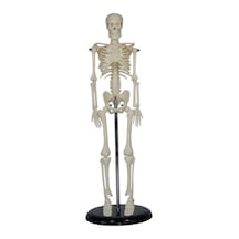 Insan Iskelet Modeli 45 Cm Insan Iskelet Maketi