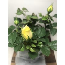 Videolu 1 Adet Renkli Öğretmenler Günü Için Hediyelik Gül Çiçekli Bodur Bitkiler Flower