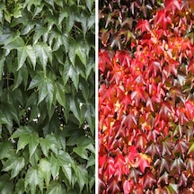 Tüplü Amerikan Parthenocissus Sarmaşık Fidanı 90-120 Cm
