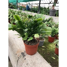 Schlumbergera 'purple' Kaktüs Yılbaşı Çiçeği