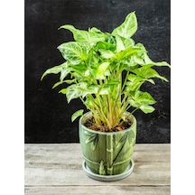 Dekoratif Canlı Melek Kanadı Çiçeği 1 Adet Saksılı 20-40cm Syngonium