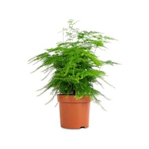 Tül Kuşkonmaz Çiçeği 1 Adet Asparagus Setaceus15-30cm