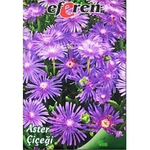 Aster Çiçeği Tohumu 1 Paket - 4 Saksı+torf Hediye