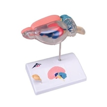 Fare Beyni Karşılaştırmalı Anatomisi - Fare Beyin Maketi 01