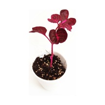 Nura Botanik Çingene Şalvarı