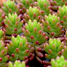 Sedum Rubrotinctum Jelibon Sukulent 180 Adet