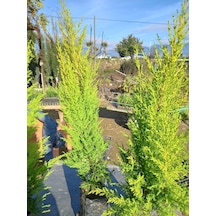 10 Adet Limon Çamı, Limon Servi 60-80 Cm. Siyah Poşette