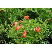 Videolu Bodur Süs Narı Çiçeği Fidanı 40-60 Cm Saksılı Çiçekli Bodur Bitkiler Pomegranate