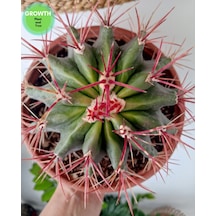 Ferrocactus Stainesii 1 Adet