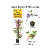 Pembe Begonvil Çiçeği+mor Salkım Ağacı Fidanı Itır Çiçeği Hediyeli Bahçe Peyzaj Seti
