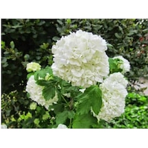 Saksılı Kartopu Çiçeği Fidanı 40-60 Cm