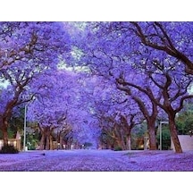 Pavlonya Fidanı Paulownia Tementosa 30-50 Cm 5 Adet