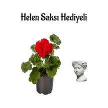 Hediyelik Kırmızı Renk Saradunya Çiçeği Sevgililer Gününe Özel Helen Saksı Hediyeli