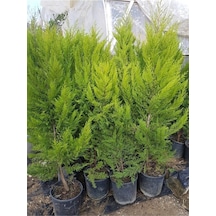 Videolu Limon Selvi 30 40 Cm 10 Adet Tüplü Dış Mekan Bitkisi Cupressus Macrocarpa Goldcrest