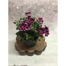 Bordo Ceylangözü Hanımefendi 10-20 Cm