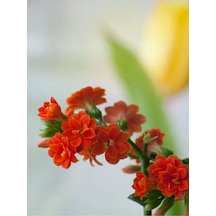 Turuncu Kalanşo Emel Hanım Çiçeği Fidanı 15-35cm Çiçekli Bodur Bitkiler Orange Kalanchoe