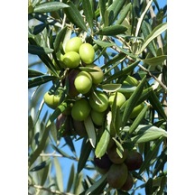 7 Adet Gemlik Trilye Zeytin Fidanı Tüplü 2 Yaş