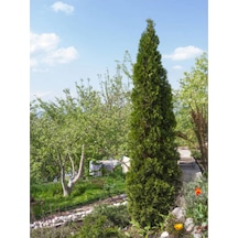 Videolu Kara Servi Mezarlık Servisi 35 45cm 1 Adet Saksılı Dış Mekan Bitkisi Cupressus Sempervirens