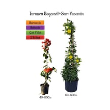 Turuncu Begonvil Çiçeği Fidanı+sarı Yasemin Fidanı 2'li Bahçe Peyzaj Seti