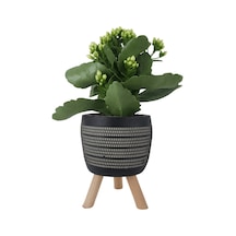Beyaz Kalanşo Siyah Damla Saksıda Kalanchoe