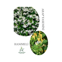 Arap Yasemini Çiçeği 1adet Saksılı 30-50cm+hanımeli Çiçeği 40-70cm Kokulu Bahçe Seti