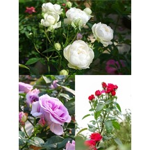 Yediveren Kırmızı Beyaz Lila Çeşitli 25 60 Cm Tüplü Aşılı Gül Fideleri Red LWhite Rose