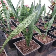 Sansevaria Peygamber Kılıç Çiçeği Paşa Kılıcı 15-25 Cm