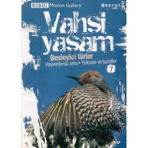 Bbc Motion Gallery - Vahşi Yaşam Besleyici Türler Hayvanlarda Zeka Yolcular Ve Turistler - Dvd