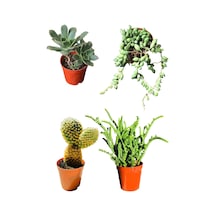 Aeonium Hawortii - Tespih Çiçeği - Prenses Çamı - Tavşan Kulağı