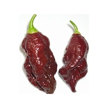 20 Adet Kahverengi Bhut Jolokia Biber Tohumu