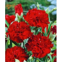 Videolu 1 Adet Mis Kokulu Kırmızı Karanfil Çiçeği Fidanı 30-40 Cm Tüplü Çiçekli Bitki Carnation