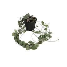 Ceropegia Woodii (Kalp Kalbe Karşı Çiçeği) Ø8,5 CM Y10-15 CM