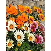 Thebestonline Karışık Renk 10 Adet Gazanya Koyun Gözü Çiçeği Fidanı 20-40cm Saksılı Gazania