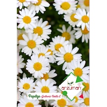 Arzuman Papatya Çiçeği Anthemis Tohumu 100 Adet