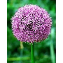 20 Adet Purple Gıant Allıum Tohumu