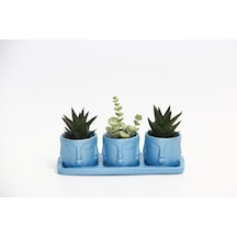 Trio Mavi Adler Sukulent Seti - Haworthia Limifolia. Crassula Per