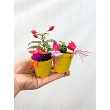 Videolu 2 Adet Karışık Renk Küpeli Çiçeği 10-15 Cm Mini Saksıda Çiçekli Bodur Bitkiler Fuchsia