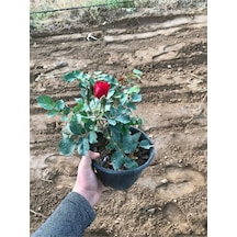 Kırmızı Gül Fidanı