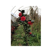 Kamelya Kırmızı 50-80 Cm