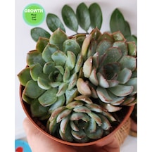 Echeveria Pink Edge 1 Adet
