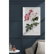 Pembe Gül Botanik İllüstrasyonu Vintage Çiçek Temalı Dekoratif Te