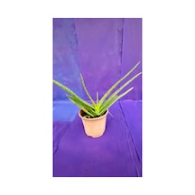 Aloe Vera Canlı Bitki